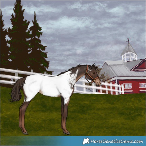 Horse Color:Liver Chestnut Near Fewspot