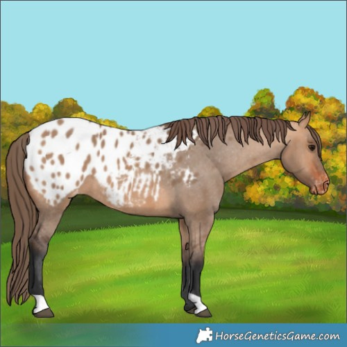 Horse Color:Bay Dun Blanket 
