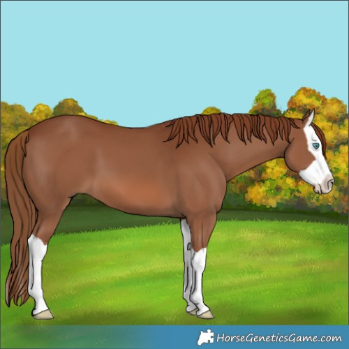 Horse Color:Chestnut Splash 