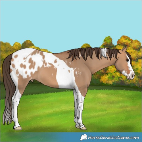 Horse Color:Bay Dun Splash Tobiano Blanket