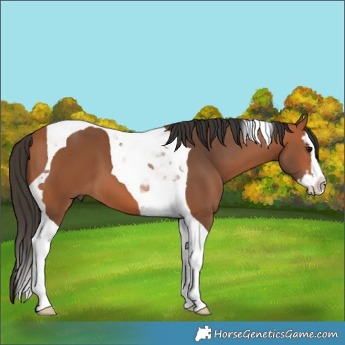 Horse Color:Bay Splash Tobiano 
