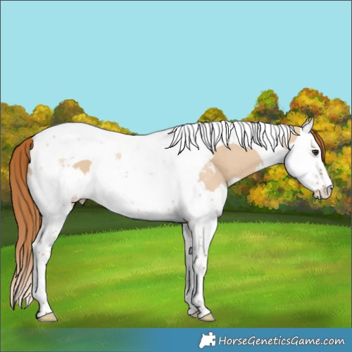 Horse Color:Red Dun Splash Tobiano