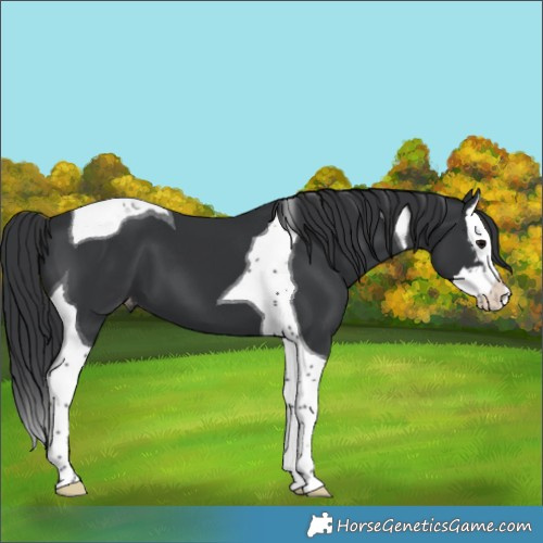 Horse Color:Black Splash Tobiano Varnish 