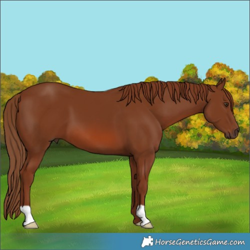Horse Color:Chestnut 
