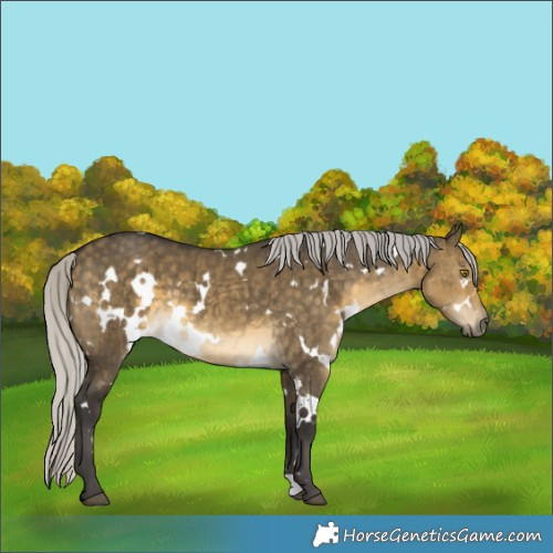 Horse Color:White Spotted Silver Buckskin Dun Brindle 