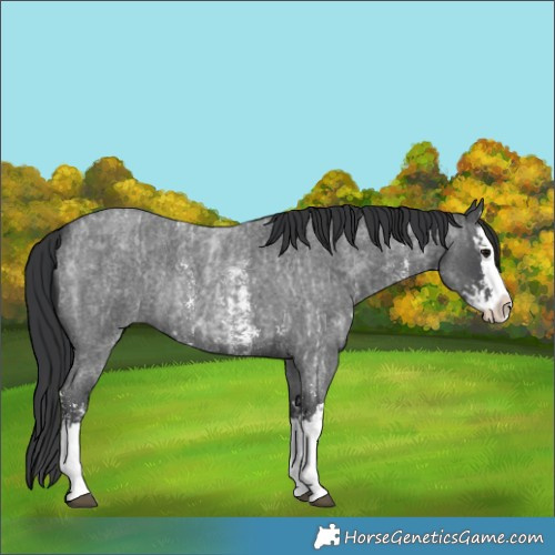 Horse Color:Blue Roan Sabino Splash  and Blue Roan Sabino Splash Rabicano 