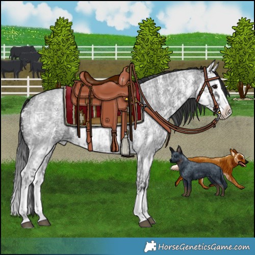 Horse Color:Blue Roan Sabino Splash  and Blue Roan Sabino Splash 