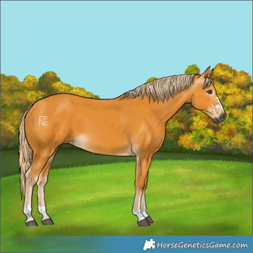 Horse Color:Gray Palomino