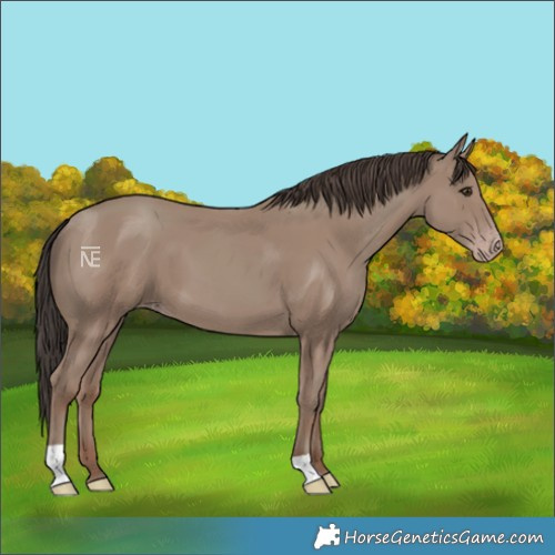Horse Color:Classic Champagne 