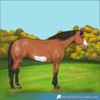 Horse Color:Bay Frame