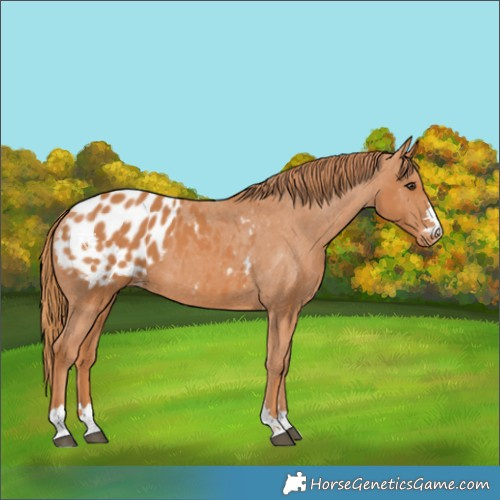 Horse Color:Chestnut Blanket 