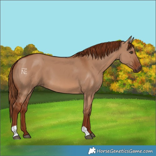 Horse Color:Red Dun