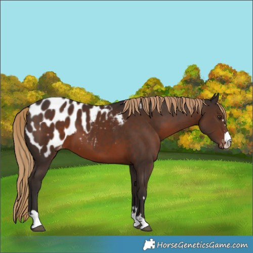 Horse Color:Liver Chestnut Blanket