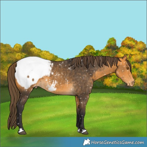 Horse Color:Buckskin Snowcap 
