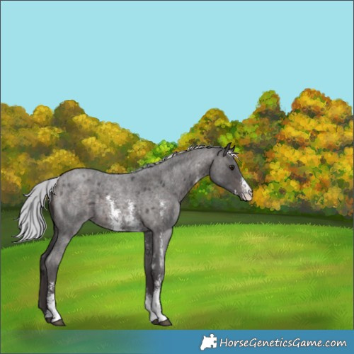 Horse Color:Platinum Silver Brown Roan Sabino
