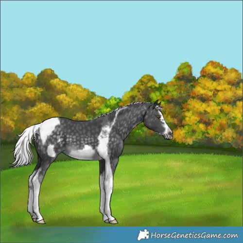 Horse Color:Platinum Silver Buckskin Splash Tobiano Frame