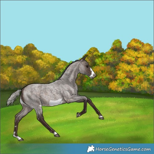 Horse Color:Silver Brown Roan Frame 
