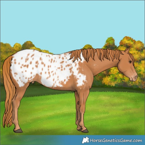 Horse Color:Chestnut Blanket 