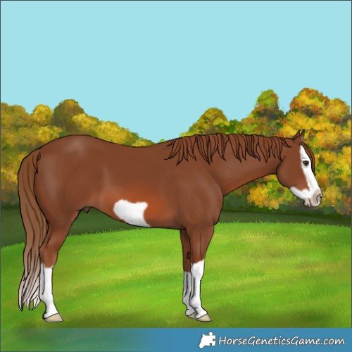 Horse Color:Chestnut Splash Frame