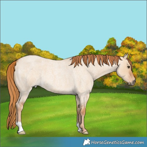 Horse Color:Red Dun Roan 