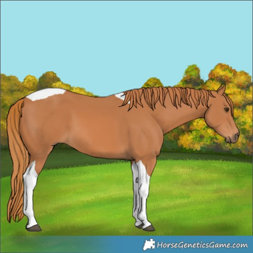 Horse Color:Chestnut Tobiano 