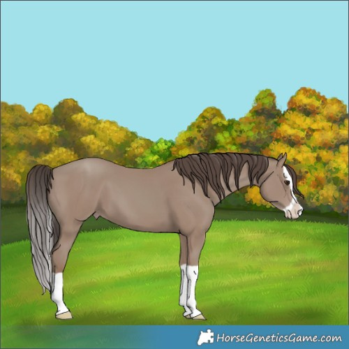 Horse Color:Classic Champagne Splash