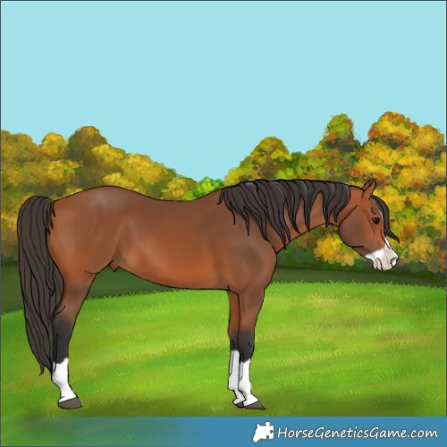 Horse Color:Bay Splash