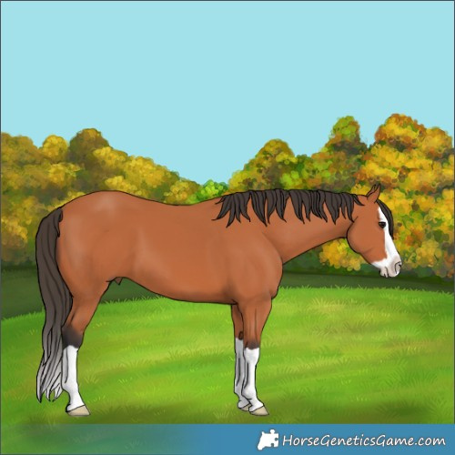 Horse Color:Bay Splash