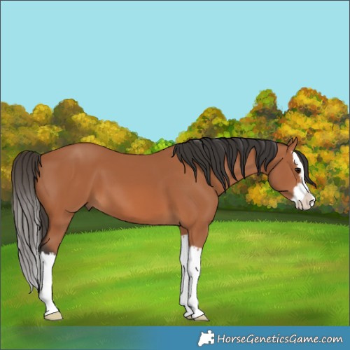 Horse Color:Bay Splash 
