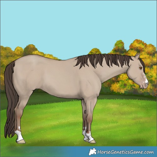 Horse Color:Classic Champagne Dun 