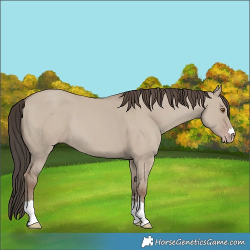 Horse Color:Unknown 