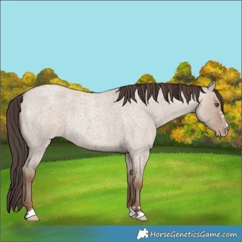 Horse Color:Classic Champagne Roan Dun 