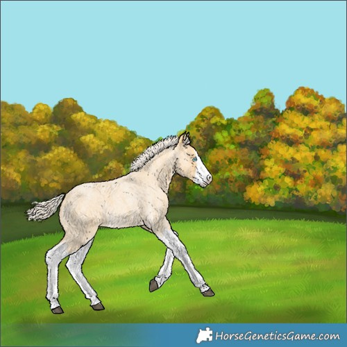 Horse Color:Palomino Roan Splash 