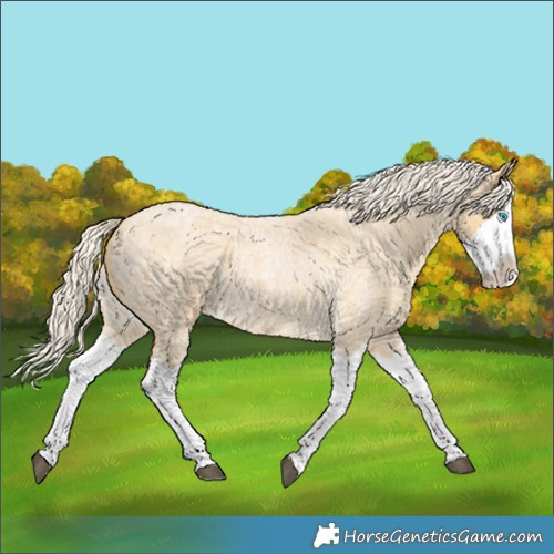Horse Color:Palomino Roan Splash 