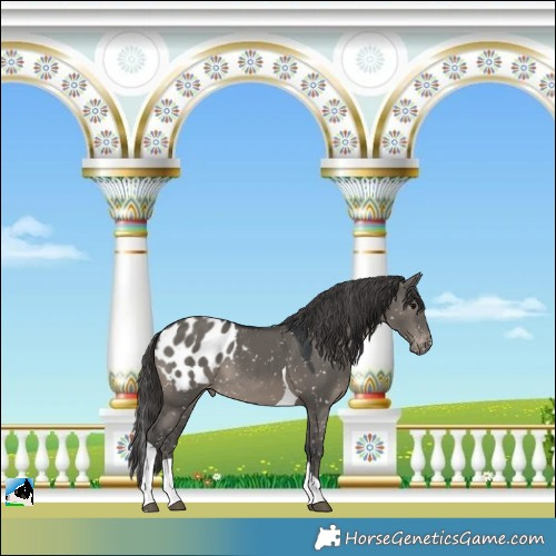 Horse Color:Grullo Tobiano Blanket Rabicano