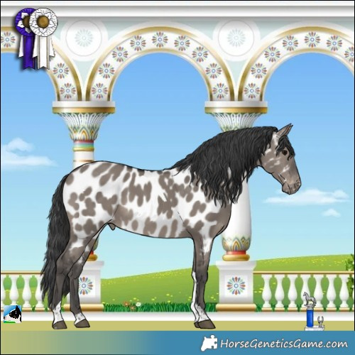 Horse Color:Grullo Tobiano Near Leopard