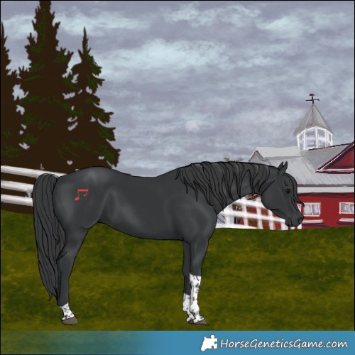 Horse Color:Black Tobiano