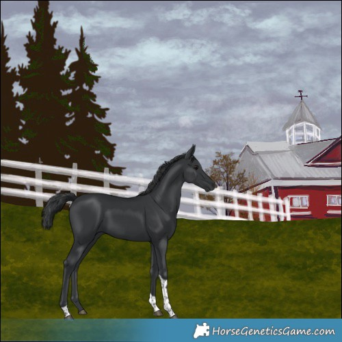 Horse Color:Black Tobiano 