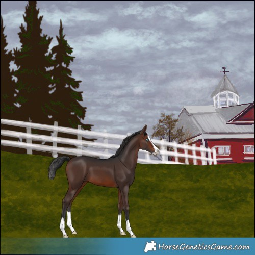 Horse Color:Brown Splash