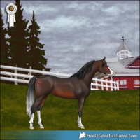 Horse Color:Brown Splash 