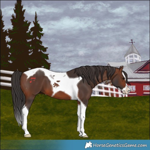 Horse Color:Brown Splash Tobiano 