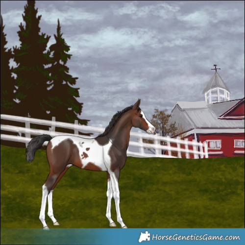 Horse Color:Brown Splash Tobiano