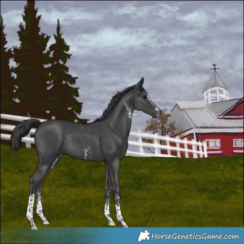 Horse Color:Black Sabino Tobiano Rabicano