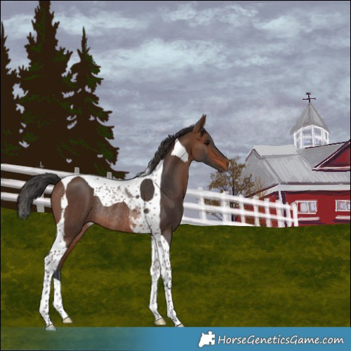Horse Color:Brown Tobiano Rabicano 