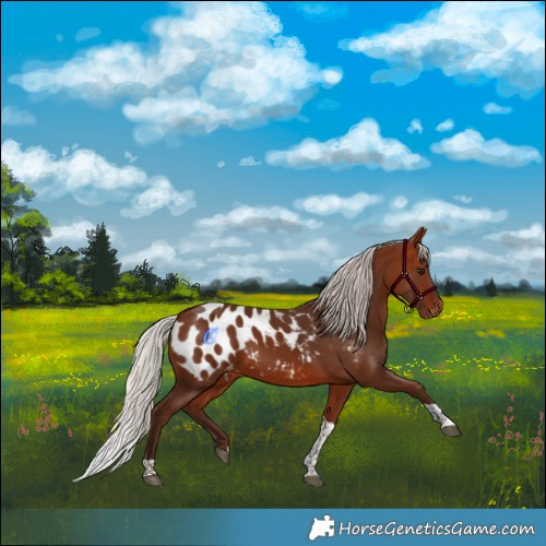 Horse Color:Silver Bay Tobiano Blanket 