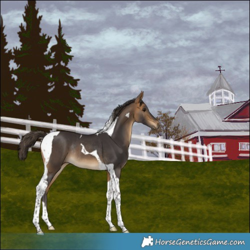 Horse Color:Buckskin Tobiano Rabicano