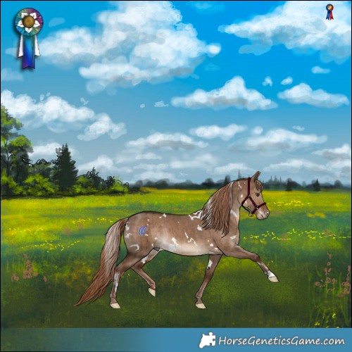 Horse Color:White Spotted Liver Red Dun Rabicano Brindle