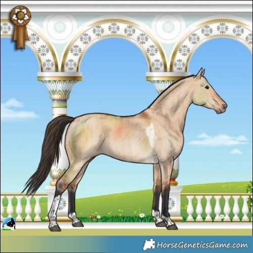 Horse Color:Bay Dun Tobiano Rabicano Brindle