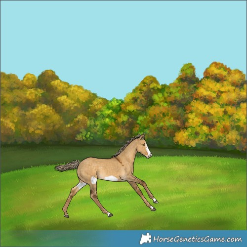 Horse Color:Chocolate Palomino Dun Frame Rabicano