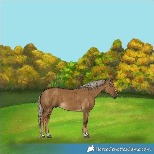 Horse Color:Chocolate Palomino Dun Brindle
